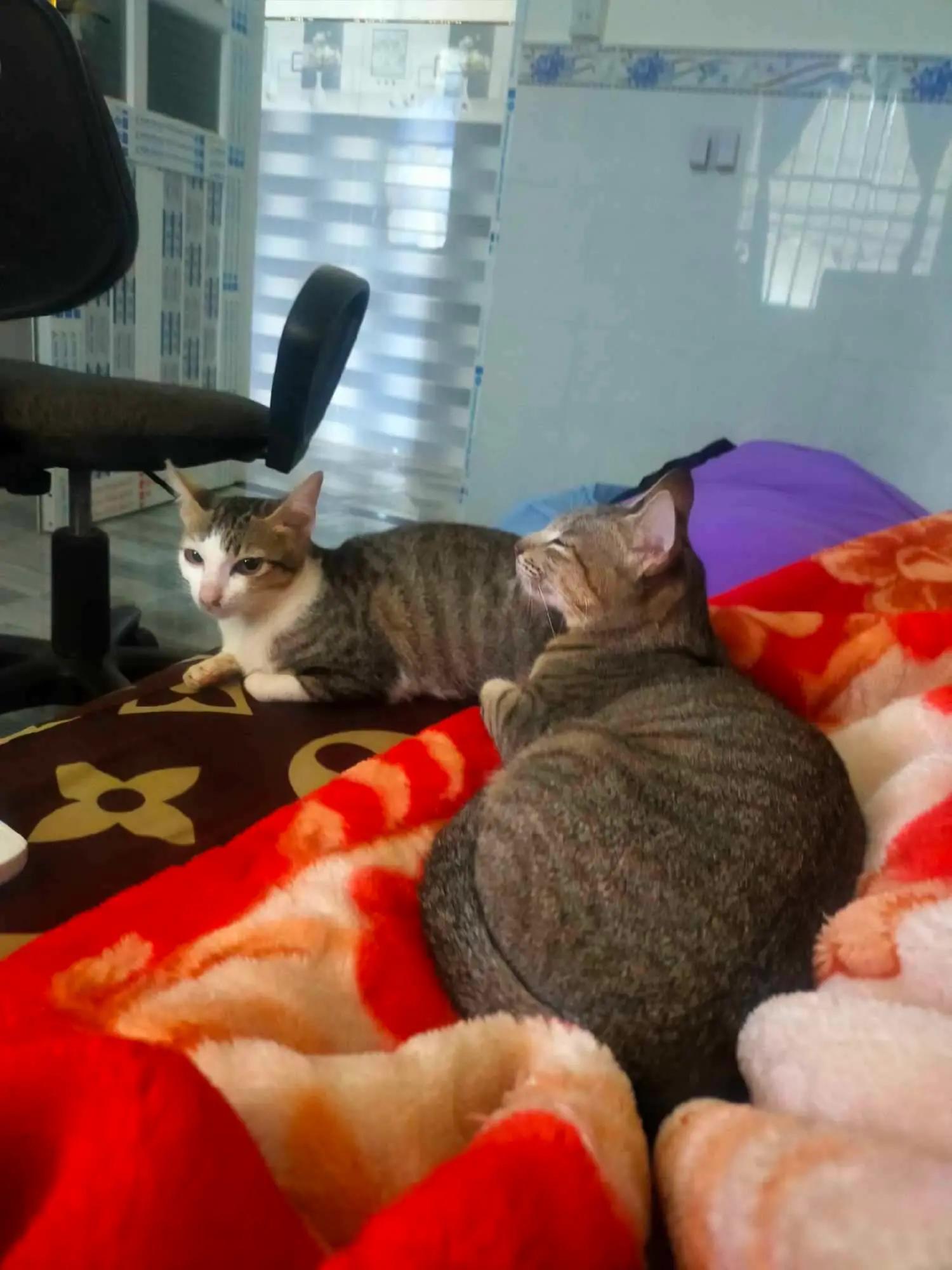 Cat photo 2