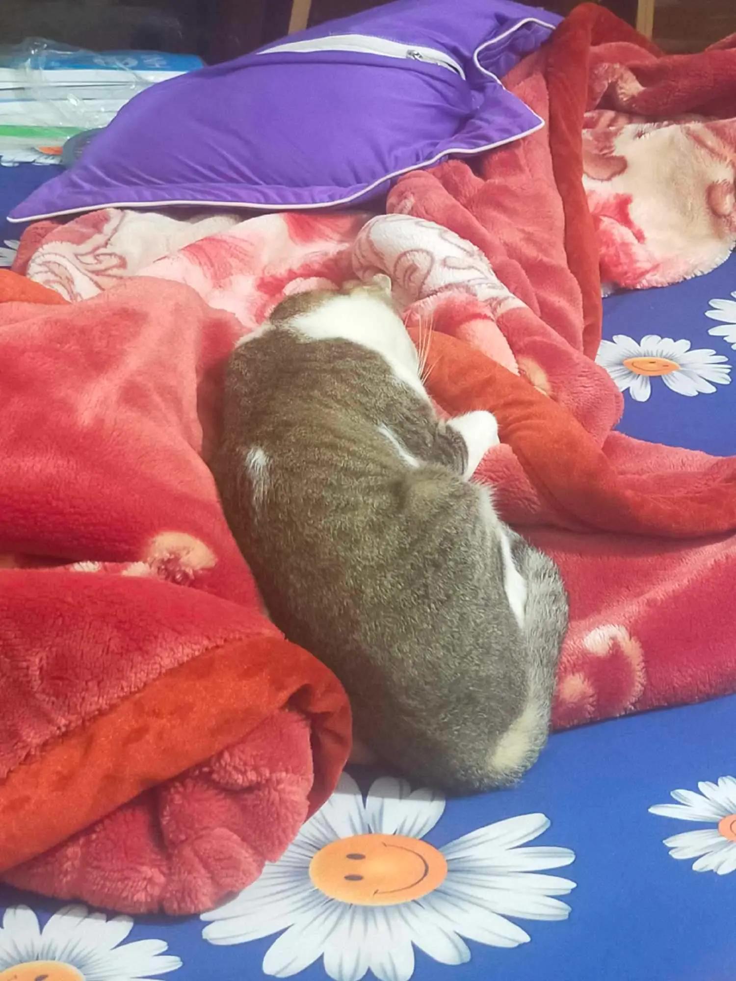 Cat photo 4