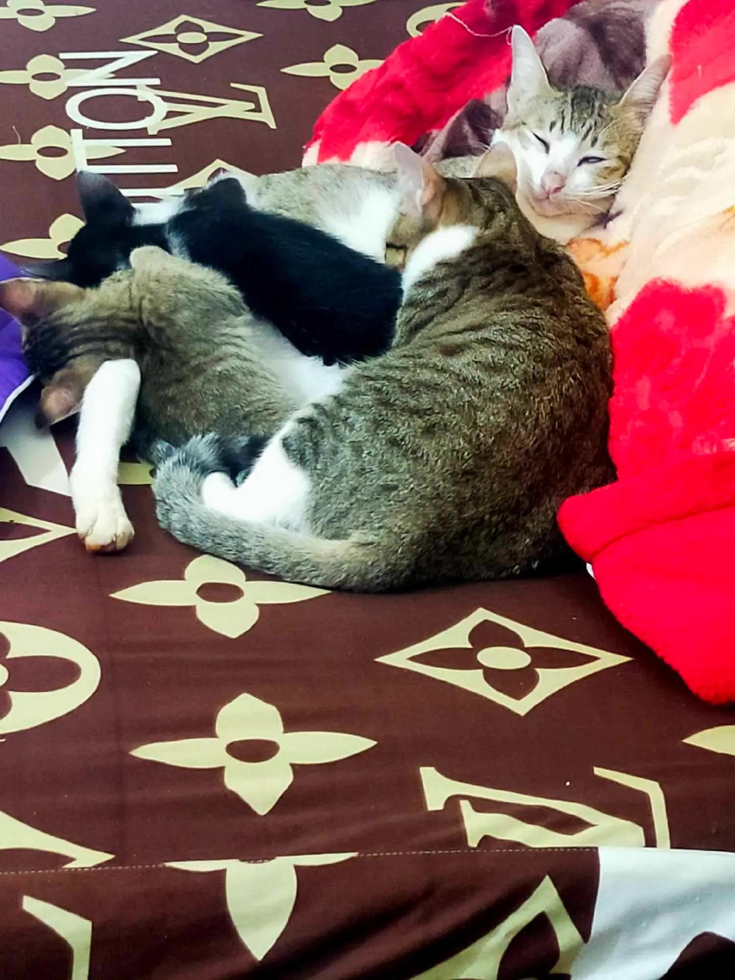 Cat photo 7