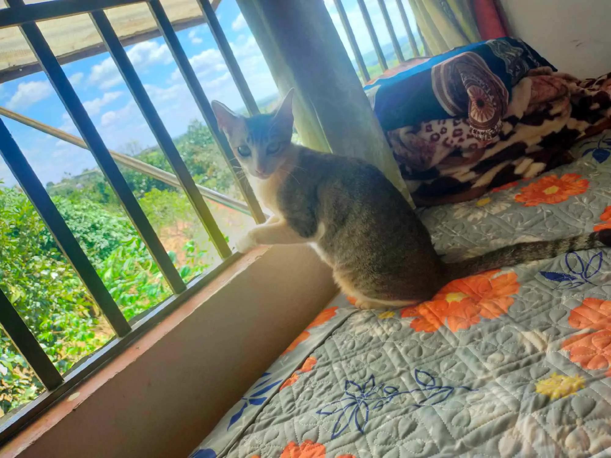 Cat photo 8